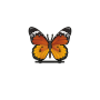 Untersteller Schmetterling